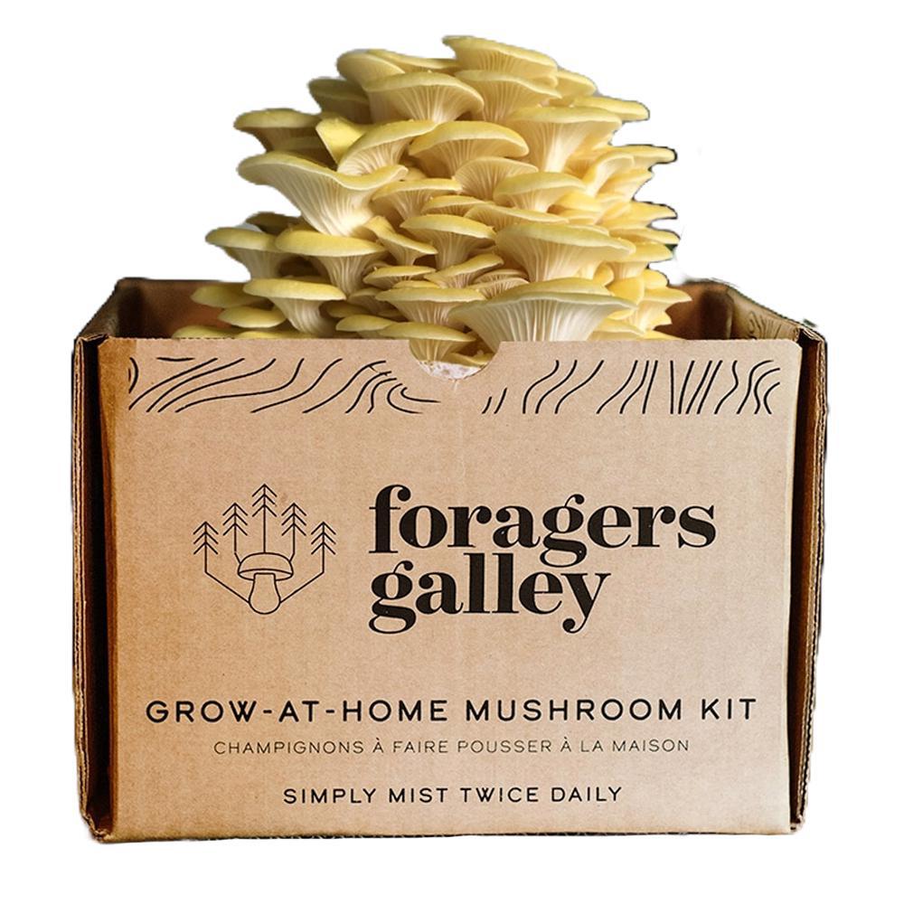 Foragers Galley - 'Golden Oyster' Mushroom Grow - At - Home Kit