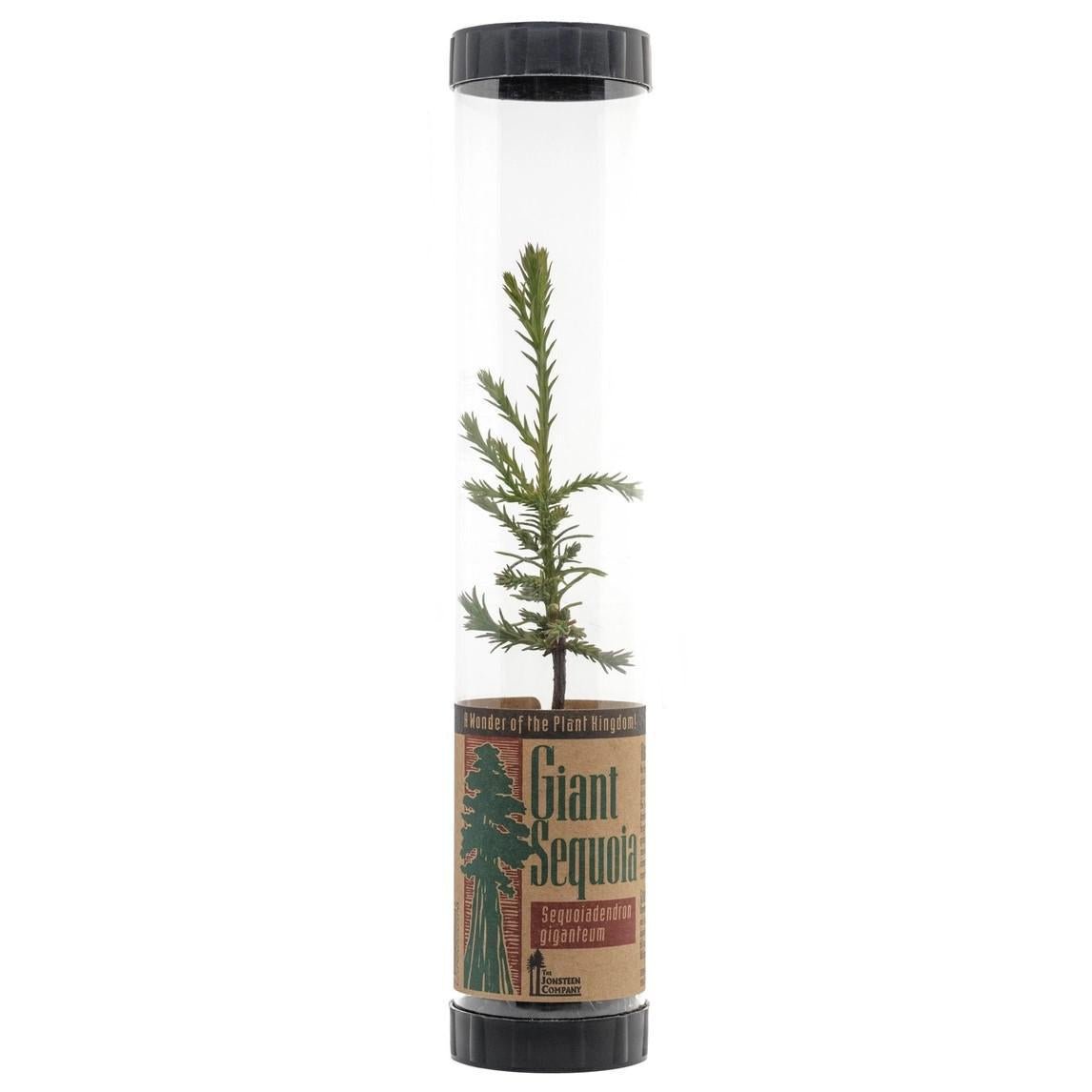 The Jonsteen Co. - 'Giant Sequoia' Live Tree.