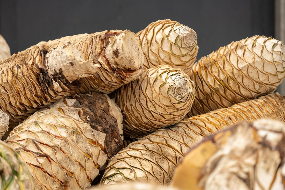 Diving into Mezcal: Part 1 - An Intro to Mezcal - The Epicurean Trader