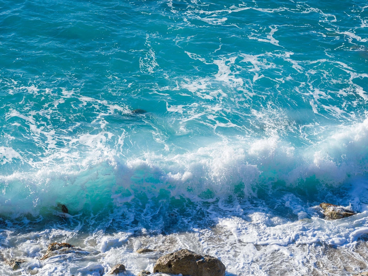 How True Sea Moss Gel Benefits Your Skin, Hair, and Health - The Epicurean Trader