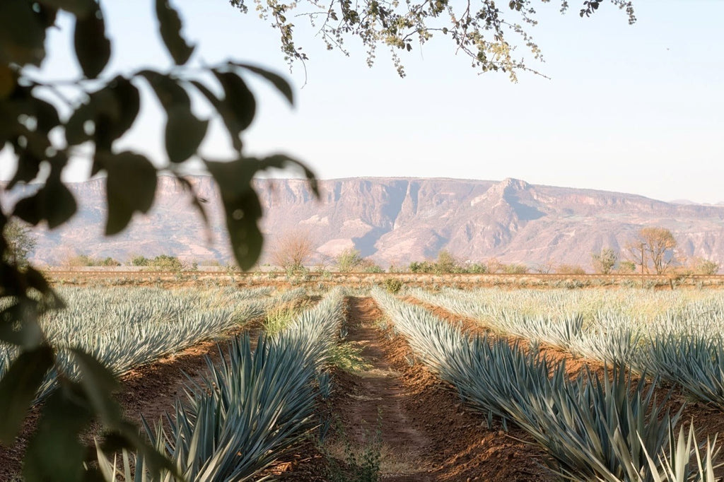 Top Wild Agave Mezcal Brands and Where to Find Them