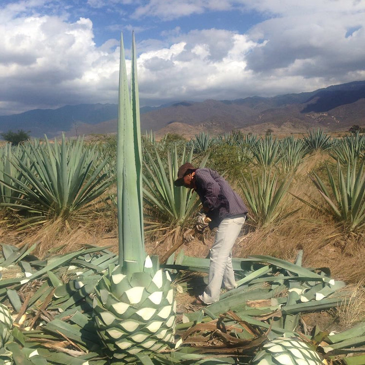 Pechuga - The Epicurean Trader