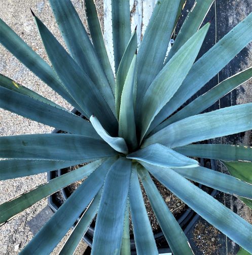 Tequiliana - The Epicurean Trader