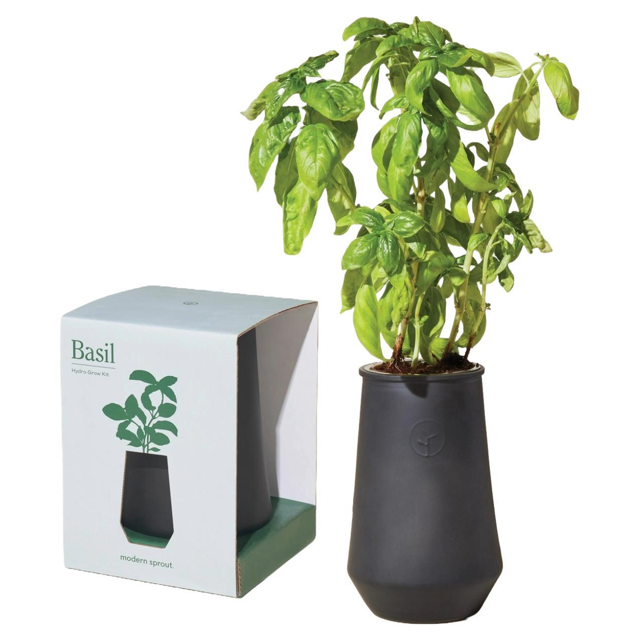 Modern Sprout - 'Basil' Tapered Tumbler Self Watering Hydro Grow Kit