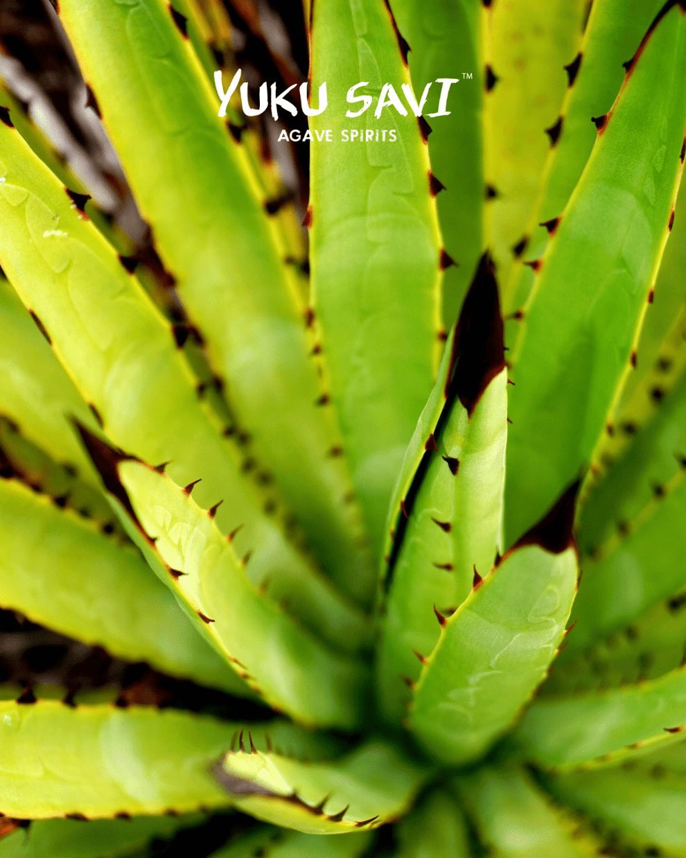 Yuku Savi Candelillo Mezcal 750ML - Authentic Mexican Spirit – The