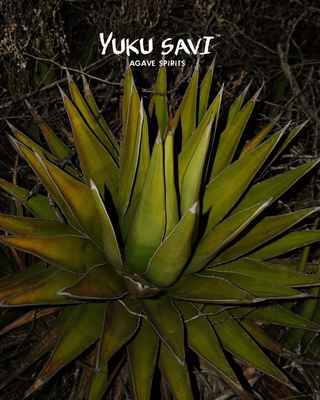 Yuku Savi - 'Jabalí' Mezcal (Jabalí | 750ML)